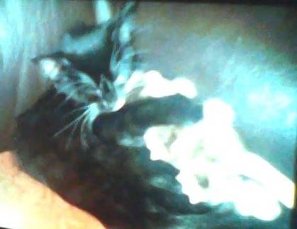 Holly cuddles! - (Autre)