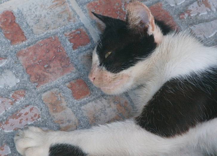 grazia - (8 ans)