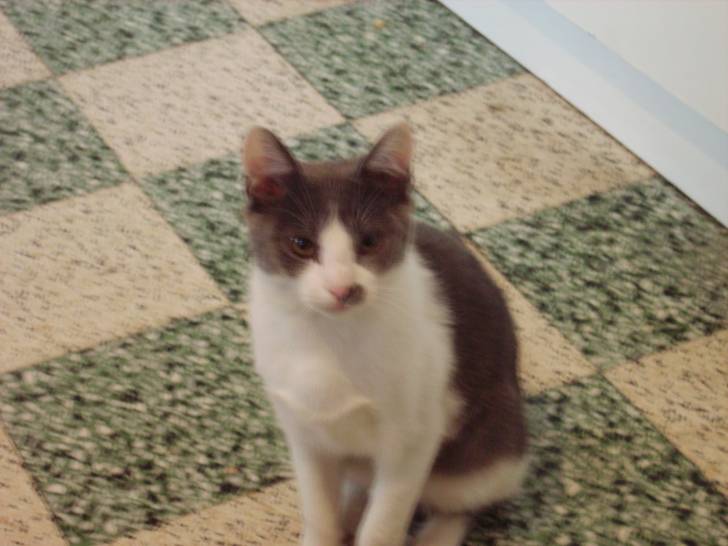 harry - Mâle (1 mois)