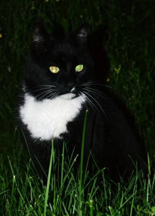 Pus - Mâle (14 ans)