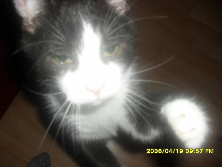 FELEX - Mâle (2 ans)