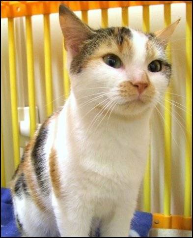 Miaou -