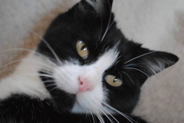 Cristal - (4 ans)