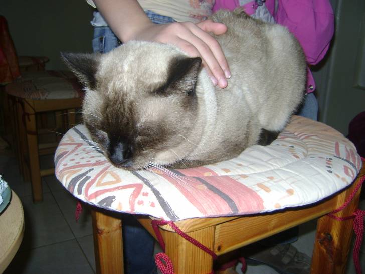 pachat dort sur la chaise - Mâle (1 an)