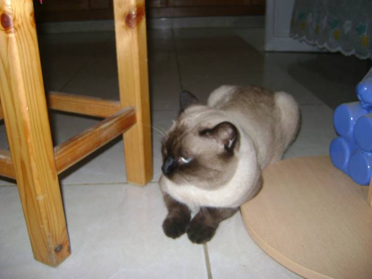 pachat cherche - Mâle (1 an)