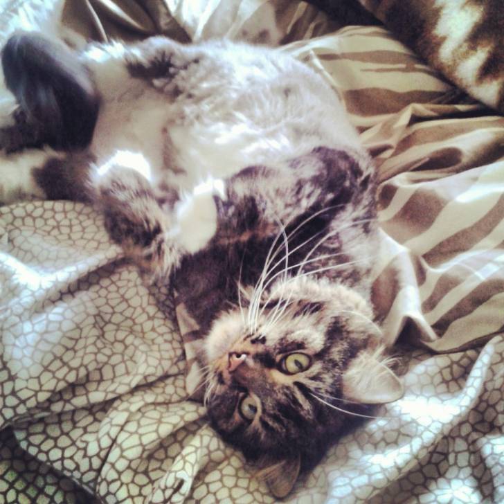 Lucky - Mâle (5 ans)