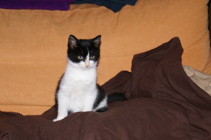 Lavande - (6 mois)