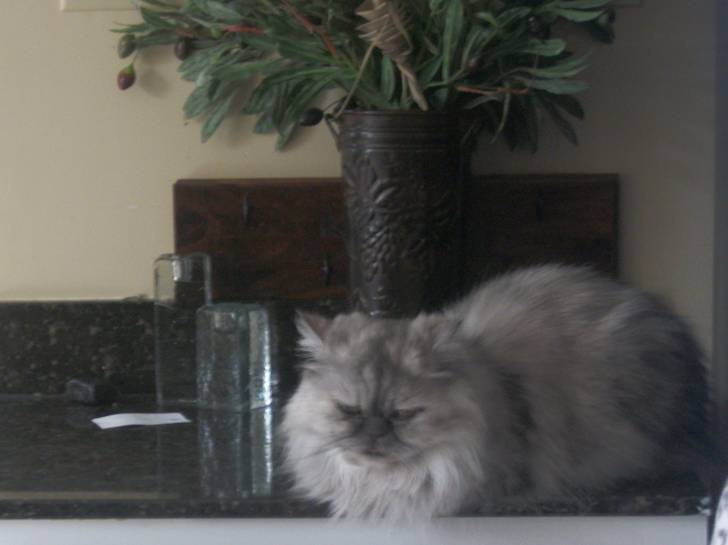 Gracie - (11 ans)