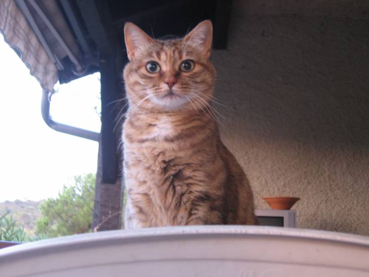 Canaille - (9 ans)