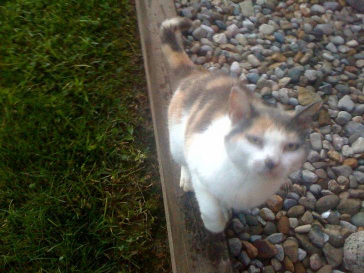 Patches - (14 ans)