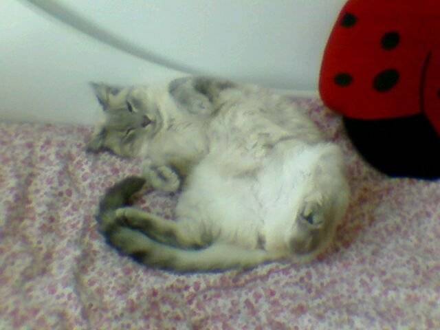 Clochette - (3 ans)