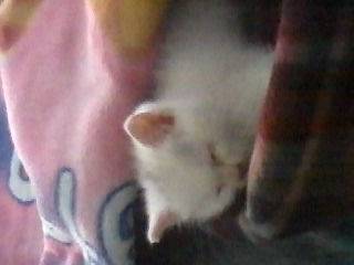 baby - Mâle (2 mois)