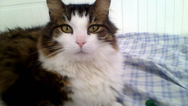 Frodo - Mâle (6 ans)