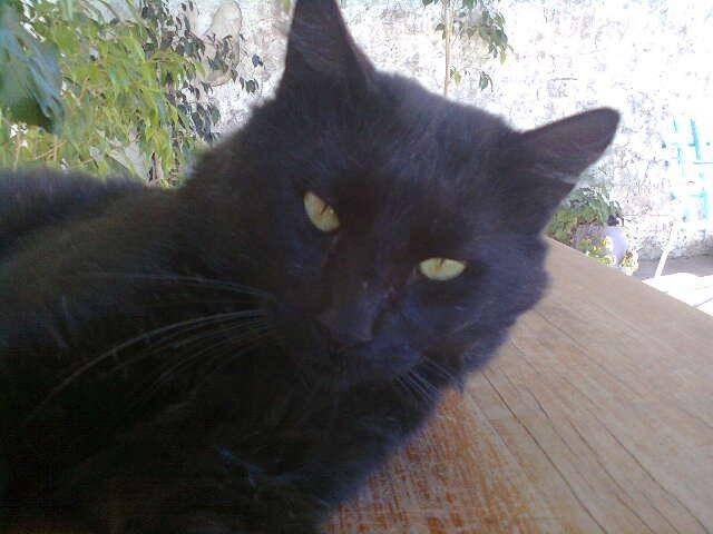 Jayro - Mâle (5 ans)