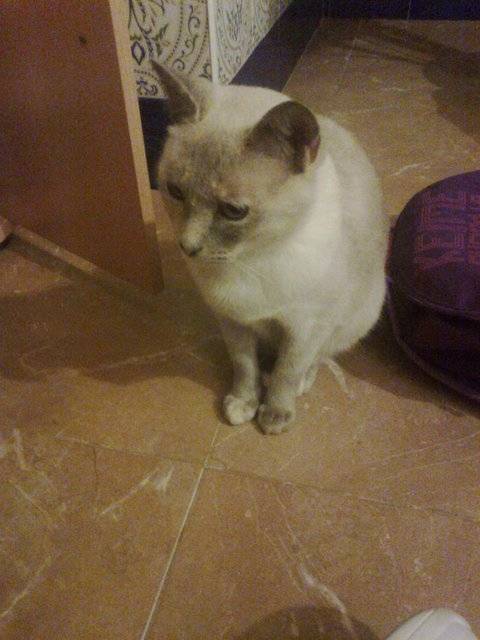 Mina - (4 ans)