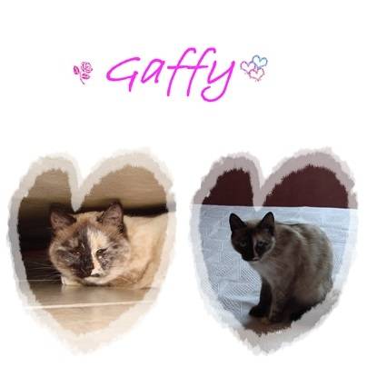 Gaffy - (1 an)