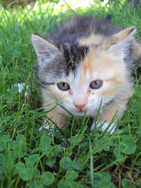 Minou - (1 mois)