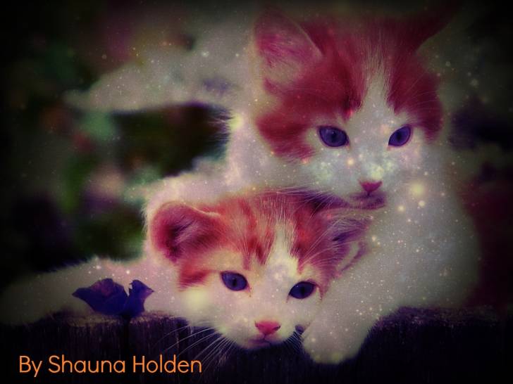 kitten - (7 ans)