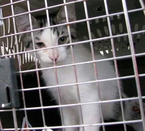 charlie when we adopted him - Mâle (2 mois)