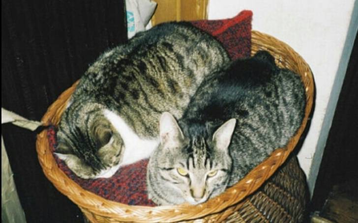 Striker and charlie - Mâle (1 an)