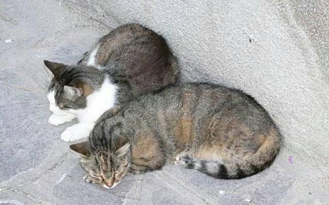 Striker and charlie sleeping - Mâle (1 an)