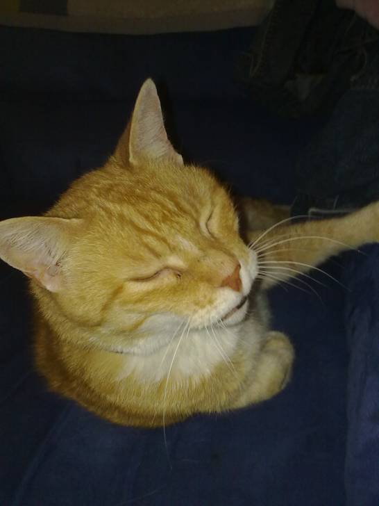 Mautz - Mâle (16 ans)