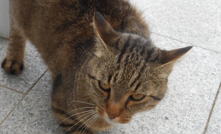 Burli - Mâle (10 ans)