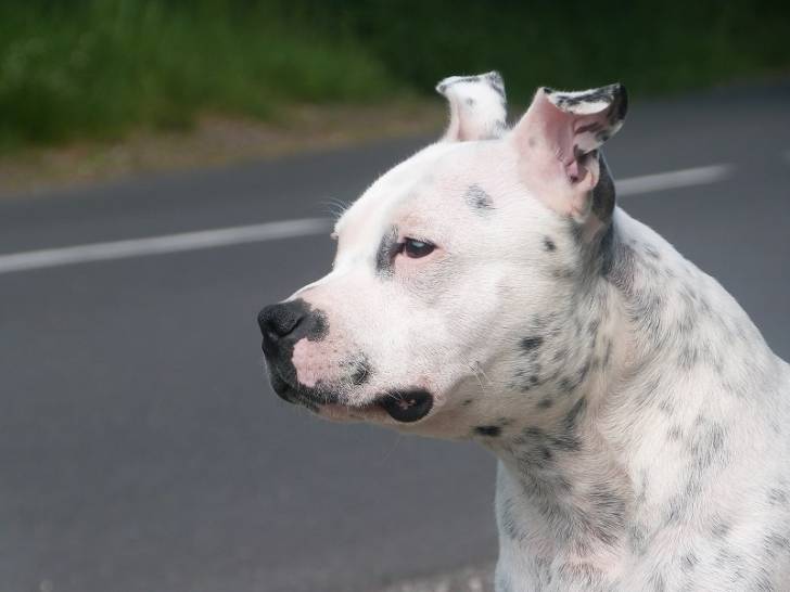 Lucky - (2 ans)