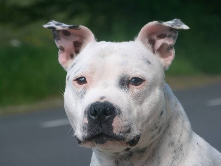 Lucky - (2 ans)