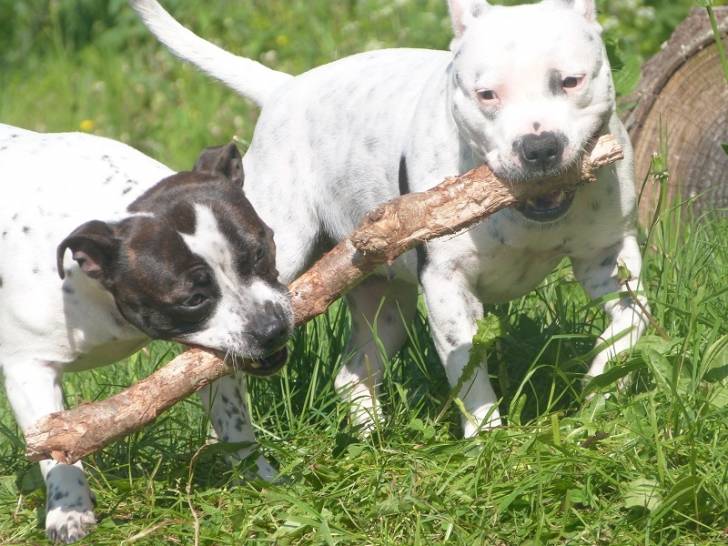 Faya & Lucky - (2 ans)