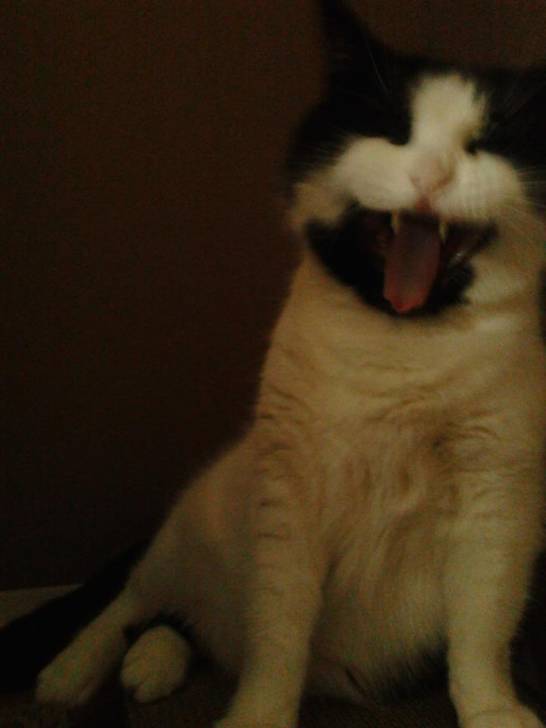Minette - (5 ans)