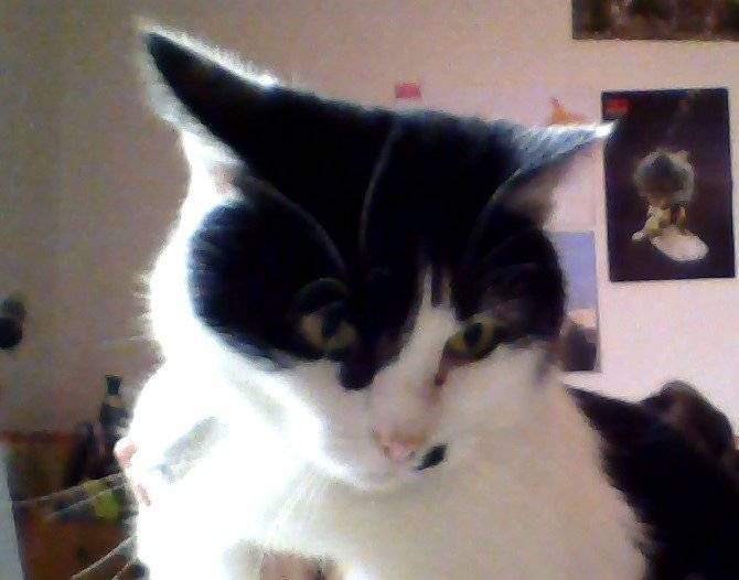 Minette - (7 ans)