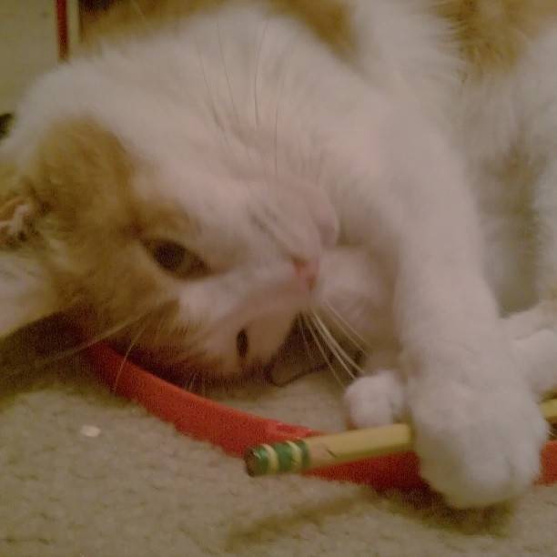 Ourkitty - (8 ans)