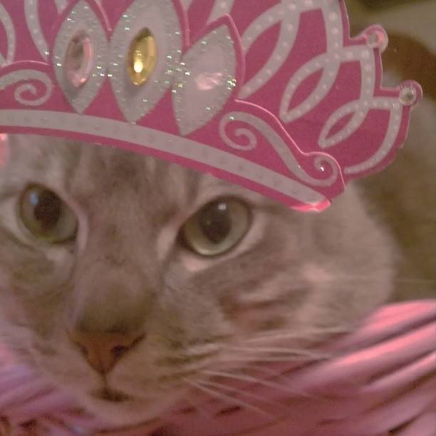 Smokey - Mâle (5 ans)