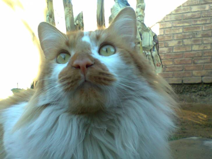 TIGRO ARGELION ISENGARD - Mâle (2 ans)