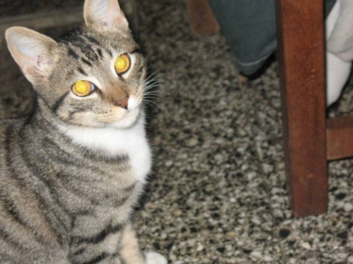 Jack - Mâle (3 ans)