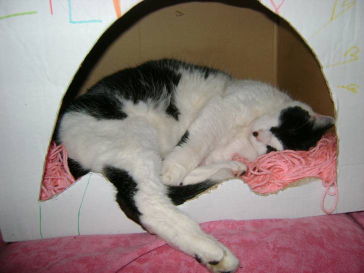 lili - Mâle (14 ans)
