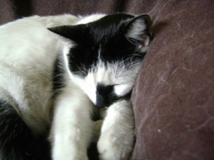 una gata de verdad que tengo - (7 ans)