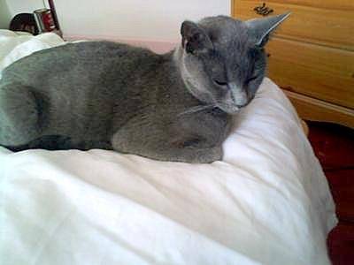 Eloise - (4 ans)