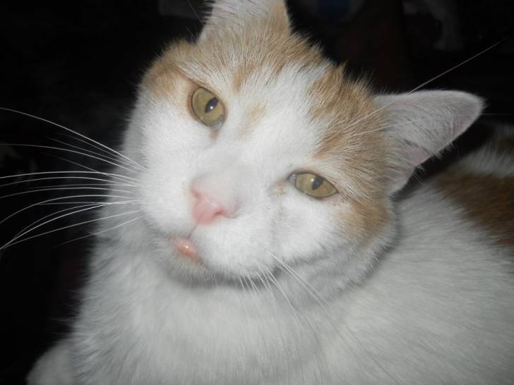 BamBam - Mâle (5 ans)