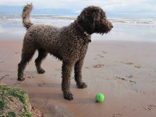 Polly - RIP - (12 ans)