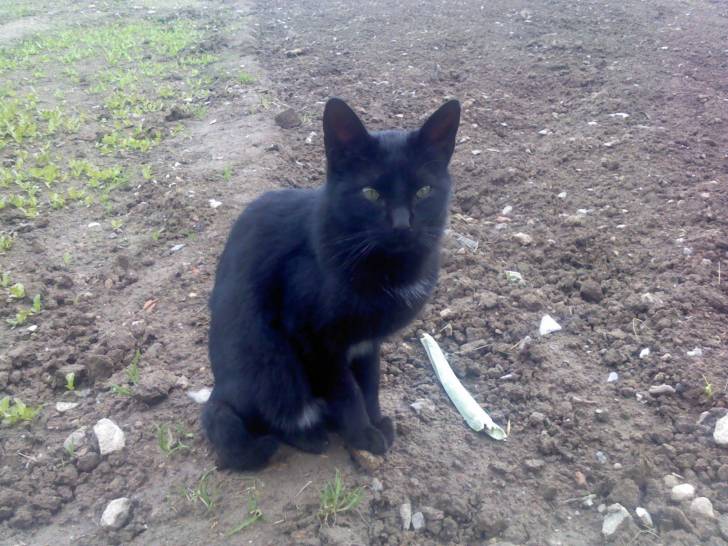 Miau - (1 an)
