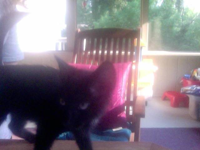 undecided name - Mâle (1 mois)