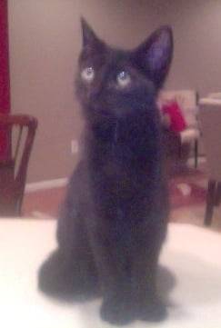 Axl's Second Day! - Mâle (1 mois)