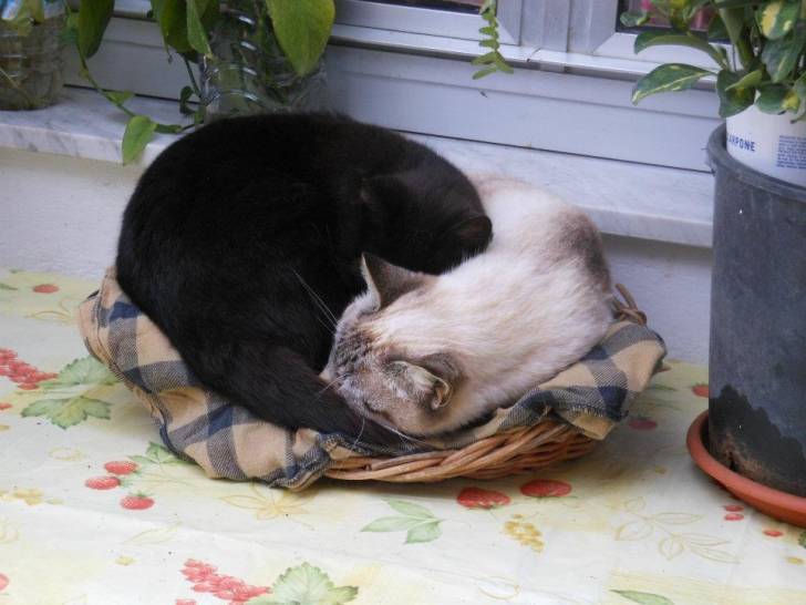 Giulietta e Romeo - (4 ans)
