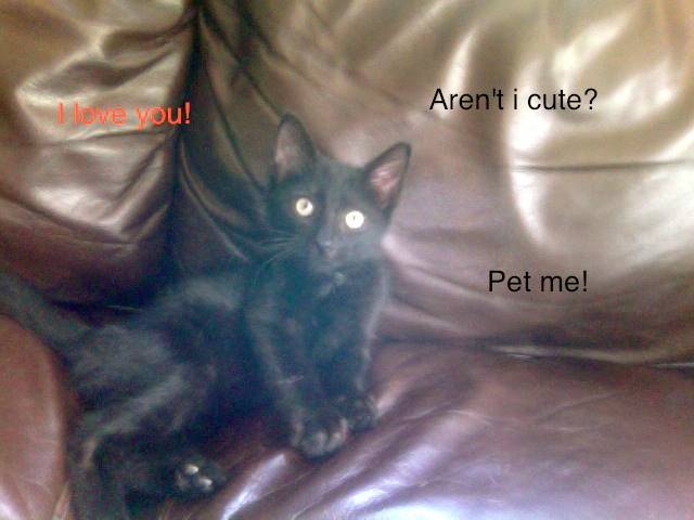 Axl's Third Day! - Mâle (1 mois)