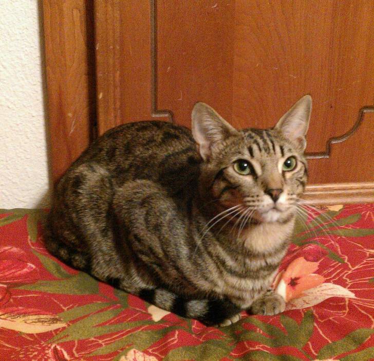 tigger - Mâle (1 an)