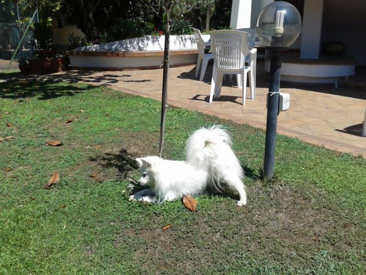 tilly - (8 ans)