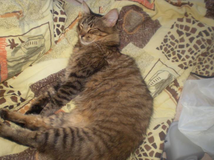 Azrael - Mâle (4 ans)