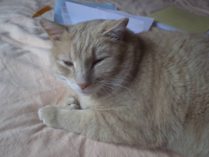 Gros-père - Mâle (10 ans)